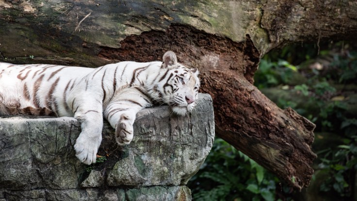White Tiger @&nbsp;SG
