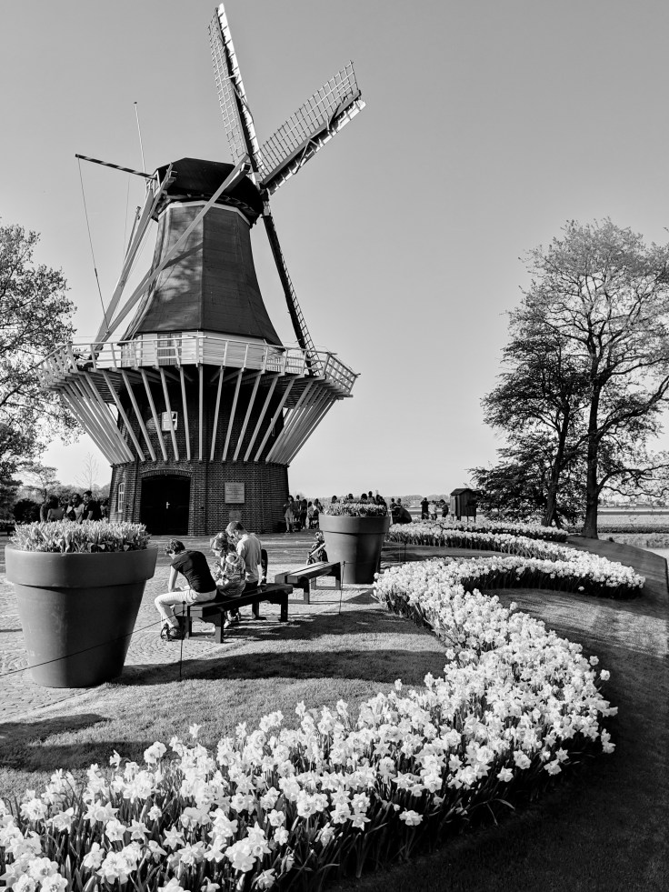 Dutch Tulips &&nbsp;Windmills